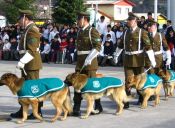 ¿Cómo es el proceso de adiestramiento de los perros de Carabineros?