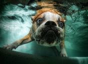 ¿Qué debemos tener en cuenta antes de bañarnos en la piscina con nuestro perro?