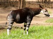 Animales que no creerás que existen: Okapi