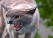 Cómo manejar un ataque de ira de tu gato