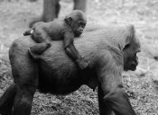 Mamás del reino animal con sus crías a cuestas