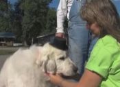 Perro es elegido alcalde en Minnesota