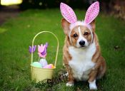 Animales Disfrazados de Conejos para Pascua de Resurrección