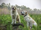 10 razones por las que es bueno tener un Labrador