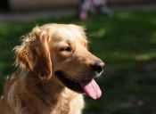 10 razones por las que es bueno tener un Golden Retriever