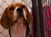 Video: Charlie, el beagle niñero