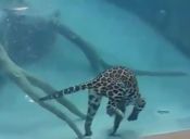 Video: Jaguar sorprende con sus capacidades de nadador