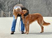 Ya puedes saber lo que piensan los perros