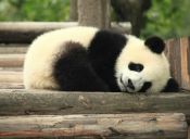 En China prohibieron que pandas bebés pronostiquen resultados del Mundial