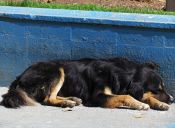 ​¿Por qué es bueno esterilizar a nuestras mascotas?