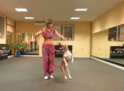 Este Pit Bull causa furor en YouTube con su baile árabe