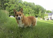 Perfiles: Conoce al divertido Welsh Corgi Pembroke