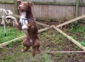 Video: Perrito equilibrista impresiona en la web con su talento