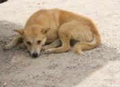 Perritos fallecidos y otros damnificados dejó voraz incendio en un refugio de Lampa