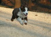 ¡Salta pequeño humano! Video de perrito y bebé saltando es furor en YouTube
