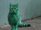 Explican misterio del gato verde que causó expectación en Bulgaria