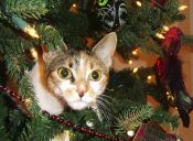 10 tips para evitar que tu gato destruya el árbol de Navidad