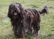 Perfiles: Perros Bergamasco