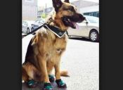 Perros policiales estrenaron zapatillas para salir a patrullar a las calles