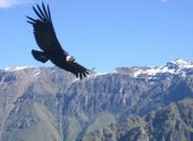 15 especies prohibidas de cazar en Chile