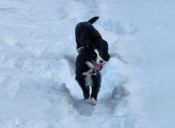 ¡Sensacional! Mira a este cachorro deslizarse en cámara lenta sobre una pista de hielo