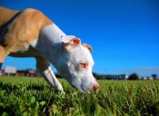 Tierna Pit Bull recibe cariñosamente a la nueva gatita de la casa