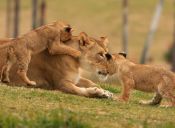 Jugando con leones salvajes: Kevin Richardson, el amo de Lion Park