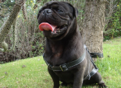 Perfiles: Todo sobre los perros Pug