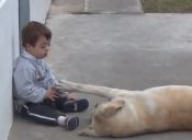 Video capta la hermosa amistad entre Himalaya y el pequeño Hernán