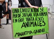 ¿Qué dice la Ley chilena sobre protección animal?