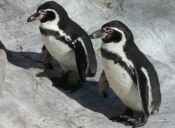Pingüinos chilenos en Inglaterra se estresaron con el mal tiempo y toman antidepresivos