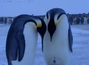 Mamá pingüino muestra su desconsuelo al ver a su cría congelada