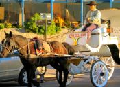 Nueva normativa protegerá a caballos de 