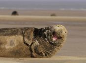 En fotos: 20 animales contentos y sonrientes que te contagiarán su alegría