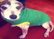 Moda invernal para mascotas: Atento a estos tips