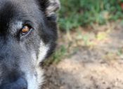 Adolescencia perruna: agresividad y