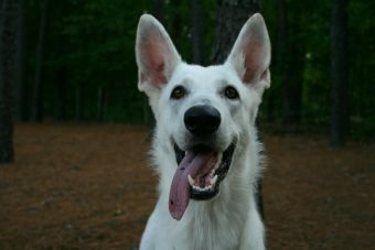 7 consejos para eliminar el mal aliento de tu mascota