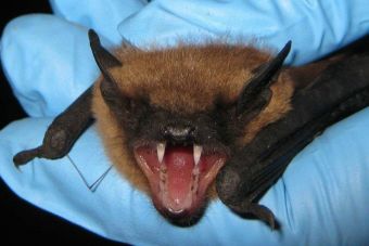 IPSA confirma el contagio de rabia por mordedura de murciélago