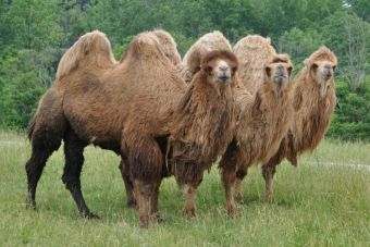 En Dubai nacerá la primera hija de la camella clonada