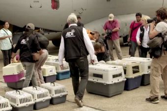 Animal Defenders International rescata a diferentes simios en Perú