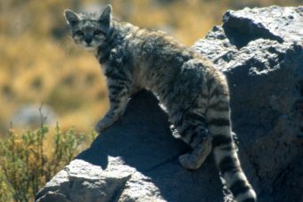 10 felinos que están en peligro de extinción