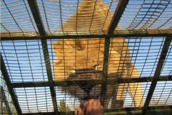 Parque Safari de Rancagua, un paraíso para animales de ...