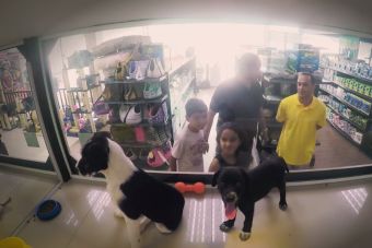 Perros de tienda de mascota, son cambiados por otros para su adopción