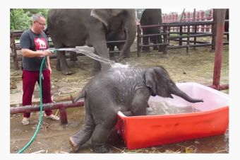 [Video] Bebé Elefante disfrutando de su baño