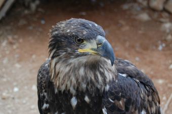 Video: Águila Imperial rompe el record mundial de altura de vuelo -  Mascotadictos