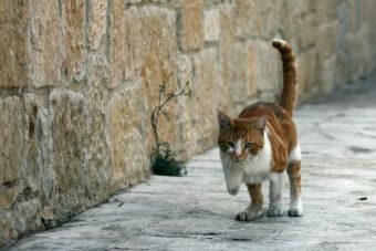 Traducción de idioma Gatuno: El porqué levantan la cola cuando se les acaricia la espalda