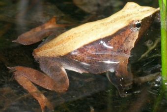 Zoológico Nacional inaugura un nuevo espacio dedicado a los anfibios