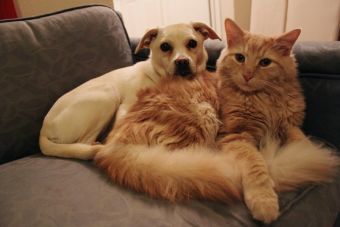 Video: Dos cachorros acaban con la paciencia de un gato