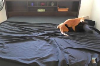 Video: El desafío de hacer la cama con gatos juguetones