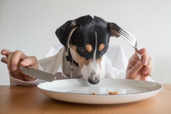 Marca japonesa anunció la creción de comida de perros que se calienta en el microondas